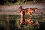 badender Irish Red Setter