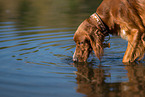 trinkender Irish Red Setter