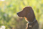 Irish Red Setter Portrait