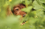 Irish Red Setter Portrait