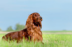 liegender Irish Red Setter