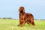 stehender Irish Red Setter