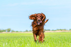 rennender Irish Red Setter