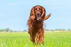 rennender Irish Red Setter