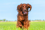 rennender Irish Red Setter