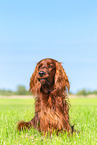 liegender Irish Red Setter