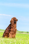 sitzender Irish Red Setter