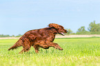 rennender Irish Red Setter