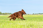 rennender Irish Red Setter