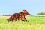 rennender Irish Red Setter