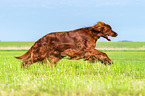 rennender Irish Red Setter