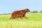 rennender Irish Red Setter