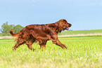 rennender Irish Red Setter