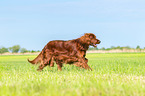 rennender Irish Red Setter