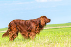 stehender Irish Red Setter