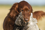 Irish Red Setter Portrait