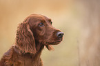 Irish Red Setter Portrait