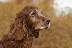 Irish Red Setter Portrait