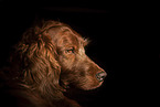 Irish Red Setter Portrait