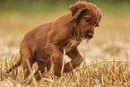 Irish Red Setter Welpe