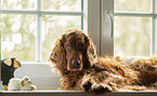 Irish Red Setter Hndin