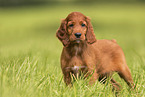 Irish Red Setter Welpe