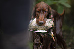 Irish Red Setter Portrait