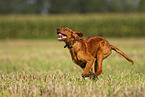 junger Irish Red Setter