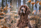 Irish Red Setter Portrait