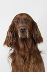 Irish Red Setter Portrait