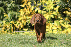 Irish Red Setter Welpe