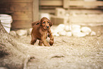 Irish Red Setter