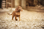 Irish Red Setter