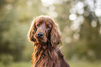Irish Red Setter