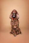 Irish Red Setter
