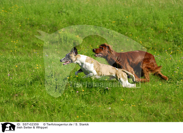 Irish Setter & Whippet / SST-02359