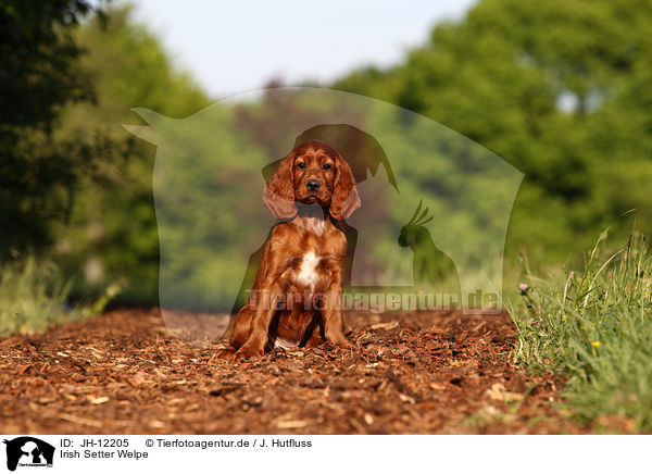 Irish Setter Welpe / Irish Setter Puppy / JH-12205