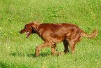 Irish Setter