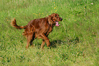 Irish Setter