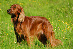 Irish Setter