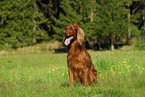 Irish Setter