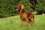 Irish Setter