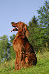 Irish Setter