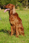 Irish Setter