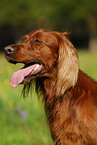 Irish Setter