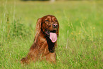 Irish Setter