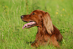 Irish Setter