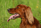 Irish Setter