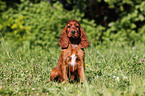 Irish Setter Welpe