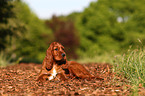 Irish Setter Welpe